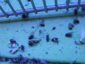 flies.jpg