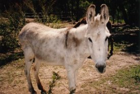 ahome.vicnet.net.au__donkeysh_DonkeyPictureGallery_Mildred1.jpg