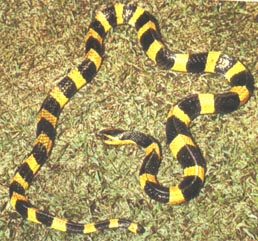 awww.india4u.com_wildlife_images_snake1.jpg