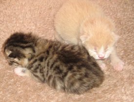 ai3.photobucket.com_albums_y87_sandradmrsp_both_kittens.jpg