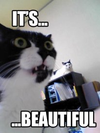 awww.dailyhaha.com__pics_cat_its_beautiful.jpg