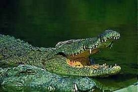 awww.krugerpark.co.za_images_crocodile.jpg