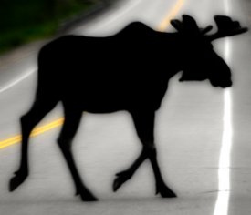awww.luminous_landscape.com_images_10_moose_crossing_thumb.jpg