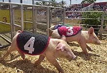 awww.signonsandiego.com_uniontrib_20040630_images_2004_06_30pigs.jpg