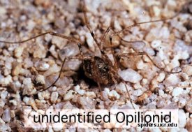 aspiders.ucr.edu_images_opilionid.jpg