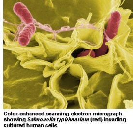 awww.idph.state.il.us_images_salmonella.jpg