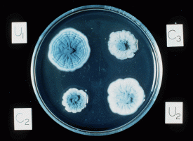 ai111.photobucket.com_albums_n137_mrboat_On_20the_20web_Penicillium.gif