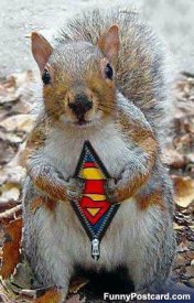 awww.funnypostcard.com_images_112Supersquirrel.jpg