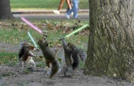 aothersideoftheplanet.com_wp_content_uploads_jedi_squirrel.jpg