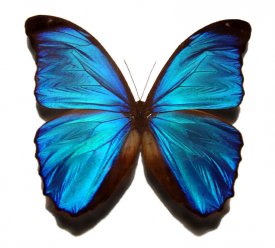 ai288.photobucket.com_albums_ll166_joderu95_Blue_morpho_butterfly.jpg