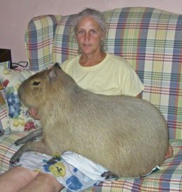 awww.guzer.com_pictures_huge_rodent.jpg