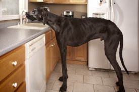 amedia.salon.com_2012_09_odd_tallest_dog.jpeg_460x307.jpg