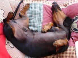 ai22.photobucket.com_albums_b339_beergood_Sleepydachshund.jpg