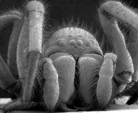 ablog.lib.umn.edu_willow_bioart_electron_microscope_spider.jpg