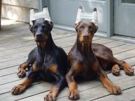 awww.doginfopedia.com_doberman_ears.jpg