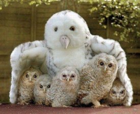 awww.neonfeather.com_pics2_owls.jpg