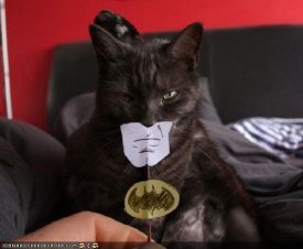 ai5.photobucket.com_albums_y187_sparkchaser1998_THH_LOL_batmancat.jpg