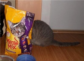 adailypicksandflicks.com_wp_content_uploads_2012_01_cat_illusion.jpg