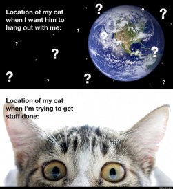 awww.roflcat.com_images_cats_Location_Of_My_Cat.jpg