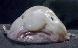 as3.amazonaws.com_readers_2011_01_04_blobfish11_1.jpg