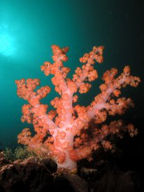 aupload.wikimedia.org_wikipedia_commons_6_69_Pink_soft_coral_Nick_Hobgood.jpg