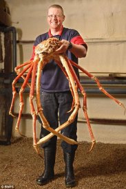abionicbong.com_wp_content_uploads_2010_02_japanese_spider_crab.jpg