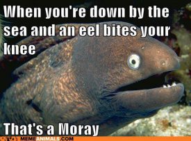 afreethoughtblogs.com_rodda_files_2012_06_moray.jpg