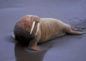 awww.walrus.org.uk_walrus.jpg