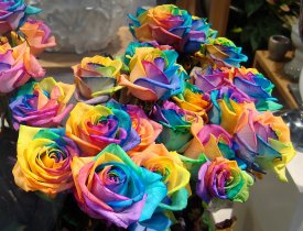 athefuntimesguide.com_images_blogs_a_bunch_of_rainbow_roses_for_sale_by_Gertrud_K.jpg