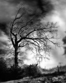 adawnofanewera.files.wordpress.com_2009_09_700858_3_spooky_tree.jpg