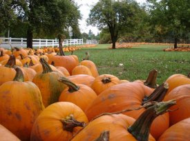 afcusd.org_newsweb_eNews_Issues_10022009_Pumpkins.jpg