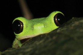 auga.edu_gm_ee_images_feature_photos_frogs_001.jpg