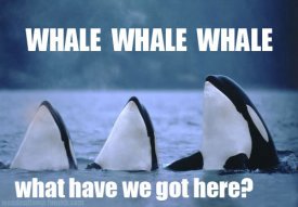 astatic.themetapicture.com_media_funny_whale_what_have_we_got_here.jpg