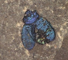 awww.wired.com_wiredscience_wp_content_gallery_beetle_fossil_colors_pe_200_636_1h.jpg