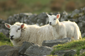 ai5.photobucket.com_albums_y187_sparkchaser1998_bar_ScotlandApril2011443Sheep.png