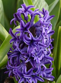 asecondnaturearomatics.com_images_hyacinth.jpg