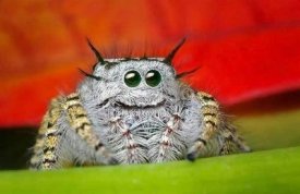 a1.bp.blogspot.com__LbccUVbSRd8_SWZpdR47ifI_AAAAAAAAD7Q_L3S9551NwiE_s400_jumping_spider_eyes_9.jpg