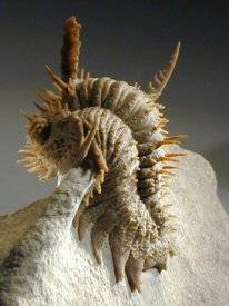 awww.fossilmuseum.net_Fossil_Galleries_Russian_Trilobites_Hoplolichas_plautini_rut7m.jpg