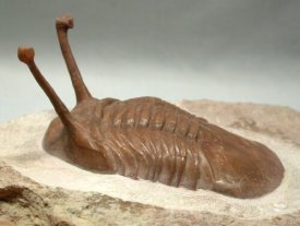 awww.fossilmuseum.net_Fossil_Galleries_Russian_Trilobites_Asap79cd453d2df742a71dba11ea92f77edc.jpg