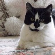 kitteelady