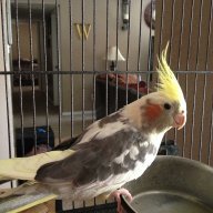 Miz_Firebird