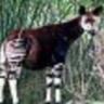 zokapi