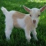 goatgoatgoat