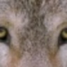 WolfEyes