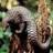 pangolin