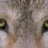 WolfEyes